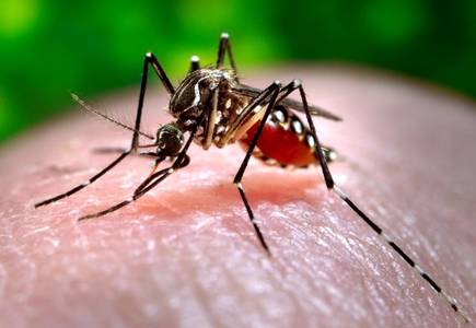 A promising compound can quickly eliminate malaria parasites