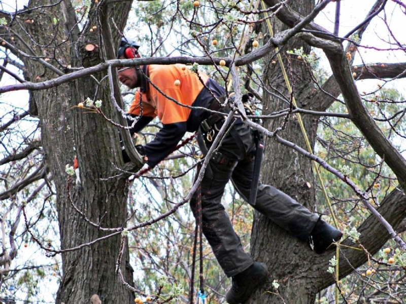 Right Arborist For Tree Removal