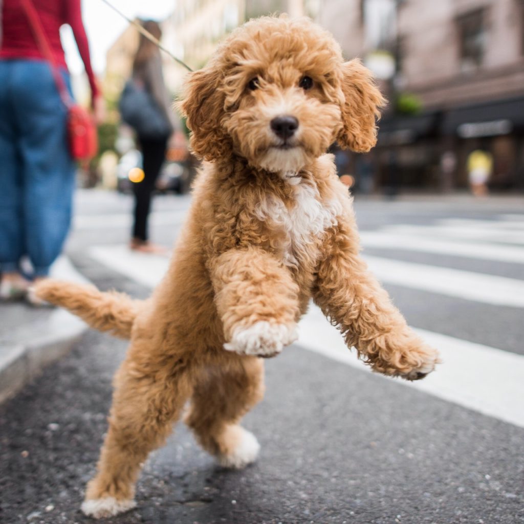 mini labradoodles for sale in ohio