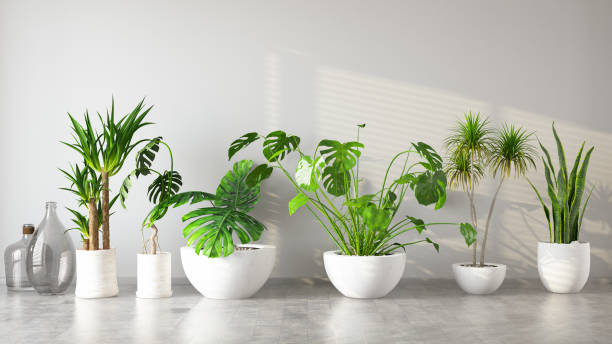 landscaping company miami
