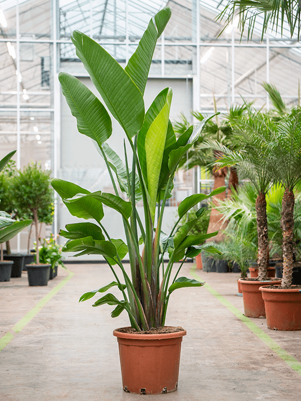 strelitzia nicolai