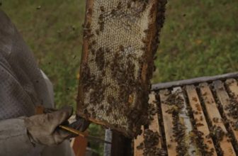 Is Honey Royal Jelly Better Than Regular Honey?