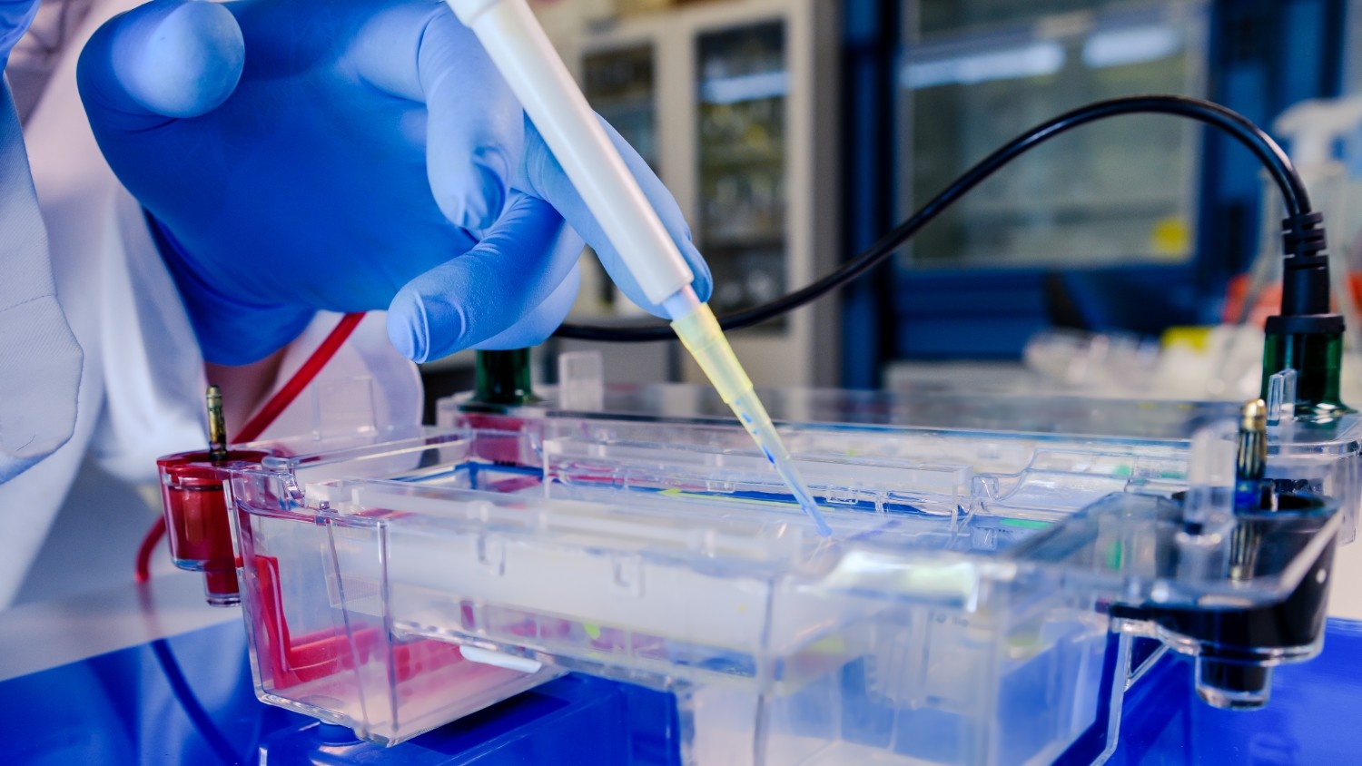 SDS Page Electrophoresis