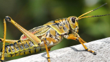 Edible Grasshoppers Market Poised for Remarkable Growth, Set to Reach $236.35 Million by 2030