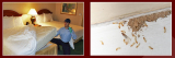 The Ultimate Guide to Bed Bug Removal Springfield MO Homeowners Need