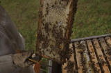 Is Honey Royal Jelly Better Than Regular Honey?