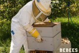 Bee Whisperer’s Arsenal: The Art and Importance of Choosing the Right Beekeepers Gloves