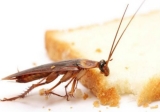 will antifreeze kill roaches service