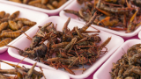 Edible Grasshoppers Market to be Worth $236.35 Million by 2030