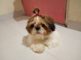about Shih Tzu for sale