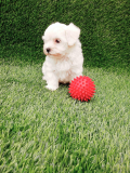 Maltese Puppies at Best Price in India