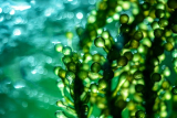 North America Microalgae Market to Reach $871.2 Million by 2030
