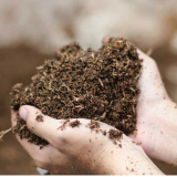 Beyond Landfills: Rethinking Organic Solid Waste Management