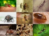 This Is How You Must Deal With Pests – Check Out