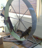 Cat Dash’s Best Cat Wheels 