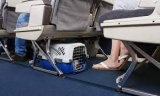 Spirit Airlines Pet Policy | support