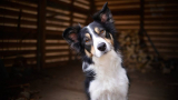 Keeping Your Dog Safe During Group Walks: Tips and Tricks
