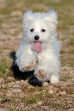 Maltese Dogs For Sale in Delhi NCR