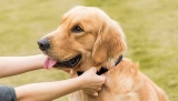 Wow Doggie Wolf Delivers the Best Dog Collars