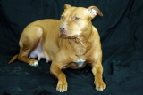 Blue Nose Pitbull: A Gentle and Loyal Canine Companion