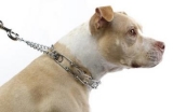 How to use prong collars for training?