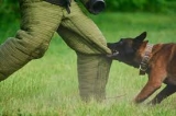 Why Dog Bite Training Is Important For Dogs?