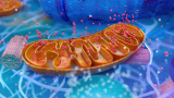 How to Select the Best Protein A Resins for mAbs?