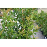 Types Of Lilly Pilly Plants – Find The Perfect Type For Your Garden!