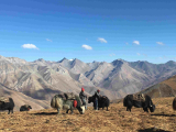Personal Stories: Trekkers’ Experiences in the Enigmatic Limi Valley – Dolpo Caravan